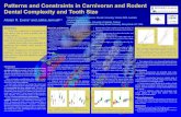 Patterns and Constraints in Carnivoran and Rodent Dental ...arevans/pdf/Evans... · of mammalian teeth from development. Nature 449: 427-432. Evans AR, Wilson GP, Fortelius M, and