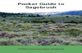 Pocket Guide to Sagebrush - Sage Grouse Initiative · 2017. 2. 7. · Green, Marcus Miller, Durant McArthur, David Tart, John McReynolds, Richard Miller, Brock Benson, Roger Rosentreter,