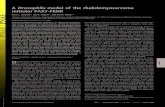 A Drosophilamodel of the rhabdomyosarcoma initiator PAX7-FKHR · 2006. 9. 2. · A Drosophilamodel of the rhabdomyosarcoma initiator PAX7-FKHR Rene L. Galindo*, Jay A. Allport†,
