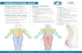 CBD Dermatome Map · 2020. 10. 8. · A dermatome is an area of sensory nerves near the skin that are supplied by a speciﬁc spinal nerve root. Dermatomes are useful for ﬁnding