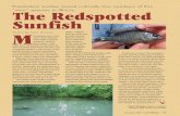 “new” species in Illinois. The Redspotted Sunfishca rp)havediminishedtheaquaticvege - tation,leadingtothedemiseofthe redspott edsunfishexceptinsmall,slow-moving,vegetatedstreams—habitats