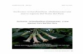 Iochroma richardianthum (Solanaceae) una nueva ... - Upao Iochroma richardiant… · m de elevación. Se caracteriza principalmente por la forma y color de la corola, número de flores