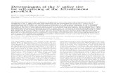 for self-splicing of the Tetrahymena pre-rRNAgenesdev.cshlp.org/content/2/11/1439.full.pdf · Tetrahymena preribosomal RNA undergoes self-splicing in vitro. The structural components