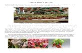 CARNIVOROUS PLANTS - Starke Ayres Garden Centre...CARNIVOROUS PLANTS Starke Ayres Garden Centres caters for the individual who wants a single Venus fly trap, the beginner and the enthusiast