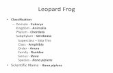 Frog Body Parts and Functions...Functions of the body parts that make up the frog’s head •External nares or nostrils - Anterior openings for the entry or exit of air. •Esophagus
