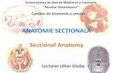 Sectional Anatomy of the Limbs - USMFanatomiaomului.usmf.md/sites/default/files/inline-files... · ANATOMIE SECȚIONAL ... Cerebellum KEN HUB @ . Orbicularis oris muscle Depressor