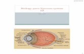Biology 3201 Nervous system #8mrflemingcjc.weebly.com/uploads/3/9/2/5/39251367/biology...5/22/2015 5 Major Parts of the Eye Macula: is a small area in the retina that provides our