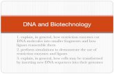 DNA and Biotechnologymrsfriede.weebly.com/uploads/3/7/1/0/37107405/biotechnology.pdf · the two strands of the DNA double helix are physically separated at a high temperature in a