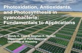 Photoxidation, Antioxidants, and Photosynthesis in ...Photoinhibition of Photosystem II . occurs when excitation of PS II exceeds the capacity of downstream e-transport. Back reactions
