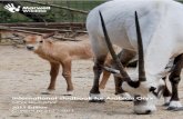 International studbook for Arabian Oryx · E-mail: bustan55@emirates.net.ae ALBUTT C Mr Clive Albutt P.O. Box 1268 Kuruman 8460 Cape Province South Africa Phone: +27.5373.30298 AL