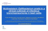 Multiresistant Gallibacterium anatis in a clinical ... · Multiresistant Gallibacterium anatis in a clinical outbreak of infectious bronchopneumonia in beef cattle *Laura Van Driessche