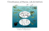 Classiﬁcation of Marine Life & Habitats · Plankton phytoplankton zooplankton bacterioplankton. Physical Divisions of the Marine Environment 4000 m Bathyal Abyssal 6000 m Hadal