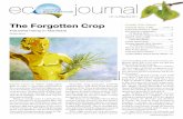 The Forgotten Crop Inside this Issue - Manitoba Eco-Network · 2016. 4. 4. · toba Harvest (Winnipeg), Hemp Oil Canada (Ste. Agathe), Hempco (McGregor) and Farm ... Hemp, or cannabis