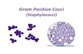 Gram Positive Coccifac.ksu.edu.sa/sites/default/files/2-gram_positive_cocci...9 Staphylococcus epidermidis. 9 Staphylococcus saprophyticus . Coagulase negative stpahylococci are important