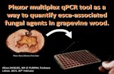 Plexor multiplex qPCR tool as a way to quantify esca ...managtd.eu/images/uploads/content/58/4.Plexor... · Plexor multiplex qPCR tool as a way to quantify esca-associated fungal