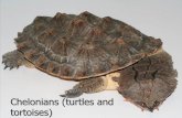 Chelonians (turtles andDiagnosis Treatment Prevention Diarrhoea hibernation! ~ diet, corpus alienum, low temperature, viral / bacterial infections, “dysbacteriosis”, liver- kidney