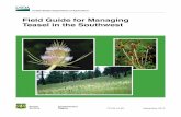Field Guide for Managing Teasel in the Southwest€¦ · Forest Service’s recommendations for management of teasel in forests, woodlands, and rangelands associated with its Southwestern
