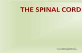 THE SPINAL CORD - uniba.sk · 2020. 3. 13. · the pyramidal pathway • corticospinal fibers • pyramidal decussation • lateral corticospinal pathway • anterior corticospinal