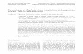 Mycorrhizas of Cephalanthera longifolia and Dactylorhiza ... · with carbohydrates, which can supplement the photosynthetically fixed carbon. The ... safranin and phluoroglucinol–HCl