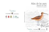 Atlas de las Aves - Red de Observadores de Aves...Chile presenta una franja costera de más de 4.200 km lineales, la que es visitada todos los años por miles de aves playeras que