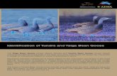 Identification of Tundra and Taiga Bean Goose · 2020. 4. 23. · the Taiga Bean Goose has been one of the few declining goose populations in the Western Palearctic. Tundra Bean Goose