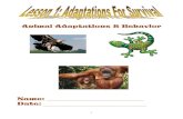 Animal Adaptations & Behavior2 Adaptations for Survival Adaptations for Survival Lesson 1 VocabularyLesson 1 Vocabulary ⇒ Adaptation: anything that helps an animal live in its environment