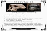 Apresentação do PowerPoint · 2020. 5. 7. · Deixou muitos vestígios (cerca de 300 indivíduos), tais como os esqueletos da “Lucy” (3,2 M.a.), e da criança de Dikika (3,3