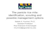 The panicle rice mite: identification, scouting and ... panicle.pdfPanicle Rice Mite Life Cycle Eggs: 3 d at 77 °F Larva: 2.2 d at 77 °F Pupa: 2.5 d at 77 °F Source: Botero 2005