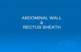 ABDOMINAL WALL & RECTUS SHEATH...Rectus Sheath Is a long fibrous sheath Encloses the rectus abdominis and pyramidalis muscle (if present) Contains the anterior rami of lower six thoracic