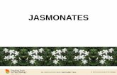 JASMONATES · 2017. 3. 21. · MeJA Untreated control Induction of jasmonate production in cell suspension culture (Rauvolfia canescens, a medicinal plant) by adding yeast cell wall