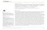 Whole Genome Transcript Profiling of Drug Induced ......and drugs: carbon tetrachloride (CCL4), hydroxyzine (HYZ), imipramine (IMI), amitriptyline (AMT), ethinylesterdiol (EE) all
