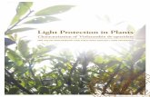 Light Protection in Plants - Lund University...Light Protection in Plants Characterisation of Violaxanthin de-epoxidase Erik Hallin DOCTORAL DISSERTATION by due permission of the Faculty
