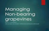 Managing Non-bearing grapevines - The Grape & Wine Institute€¦ · Disease Control Manage diseases: Phomopsis, downy and powdery mildew, Black rot, Anthracnose Mancozeb is going