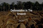 Deforestation In The Amazon...How Deforestation Affects Indegenous Species Deforestation its not only affecting the climate but also native species that live in the amazon rainforest.