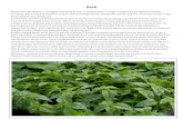 Basil - 945728052310990199.weebly.com945728052310990199.weebly.com/.../9/17994337/basil.pdf · Basil leaves have many antibacterial and anti-inflammatory essential oils. Eat basil