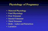Physiology of Pregnancyembryo/Lectures/exam 1/04...Maternal Physiology • Basal metabolic rate increases 15% • Cardiac output transiently increases 30-40% • Blood volume increases