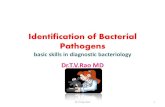 Identification of Bacterial Pathogensvikramuniv.ac.in/wp-content/uploads/9-_Identification_of... · 2020. 4. 16. · 3 Microbe Identification • The successful identification of