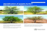 Identification of prickle bushes - Department of Agriculture …...2 Identification of prickle bushes Description Prickly acacia Restricted category 3 invasive plant Prickly acacia