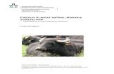 Calcium in water buffalo (Bubalus bubalis) milkCalcium in water buffalo (Bubalus bubalis) milk – Implications for Mozzarella production Linda Elvingson Agronomy Program – Food