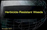 Herbicide Resistant Weeds and Their Management · 2013. 11. 25. · Herbicide Resistant Weeds Top 3 Countries 145 62 59 0 20 40 60 80 100 120 140 160 U.S. Australia Canada #) International