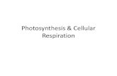 Photosynthesis & Cellular Respiration · 2019. 11. 14. · ATP has enough stored energy to power a variety of cellular activities such as….. 1. Photosynthesis 2. Protein synthesis