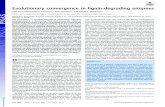 Evolutionary convergence in lignin-degrading enzymes · Evolutionary convergence in lignin-degrading enzymes Iván Ayuso-Fernándeza, Francisco J. Ruiz-Dueñas a,1, and Angel T. Martínez