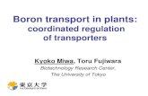 Boron transport in plants:Boron transport in plantsBoron transport in plants:Boron transport in plants: coordinated regulationcoordinated regulation of transporters Kyoko Miwa, Toru