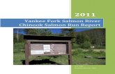 Yankee Fork Salmon River Chinook Salmon Run Report YFCSS Run...1 2011 Yankee Fork Salmon River Chinook Salmon Run Report Annual Report Prepared by: Kurt A. Tardy Shoshone-Bannock Tribes