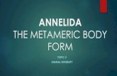 ANNELIDA THE METAMERIC BODY FORMlcwu.edu.pk/ocd/cfiles/Zoology/Min/Zoo-101/Lecture4.pdf · 2020. 4. 28. · Significance of Metamerism: The compartmentalization of the body has resulted