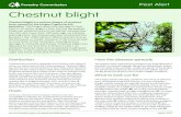 Chestnut blight - Forest Research...Chestnut blight is a serious disease of chestnut trees caused by the fungus Cryphonectria parasitica. The fungus does little damage to host trees