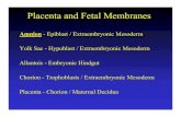Placenta and Fetal Membranes - Tulane Universityembryo/Lectures/exam 2/08... · 2006. 6. 26. · Placenta as an Endocrine Organ Human Chorionic Gonadotropin – Corpus Luteum (declines