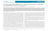 Programmable RNA N6-methyladenosine editing by CRISPR-Cas9 ...qian.human.cornell.edu/Files/2019 Nat Chem Biol (2).pdf · ARTICLES NATURE CQEMICAL ILPY marilyfunctionsasthecatalyticcore,whileMETTL14servesasan