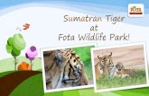 Sumatran Tiger at Fota Wildlife Park! · 2020. 4. 20. · Sumatran tiger 9.The number of tigers living in Fota’sTiger Forest 10.The name of one of our male tigers Down 1.Mum to
