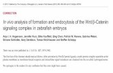 In vivo analysis of formation and endocytosis of the Wnt/b ......In vivo analysis of formation and endocytosis of the Wnt/b-Catenin signaling complex in zebrafish embryos Anja I. H.
